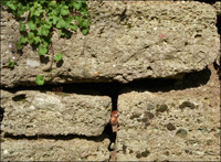 Gartenbau Trockenmauer in berlingen am Bodensee